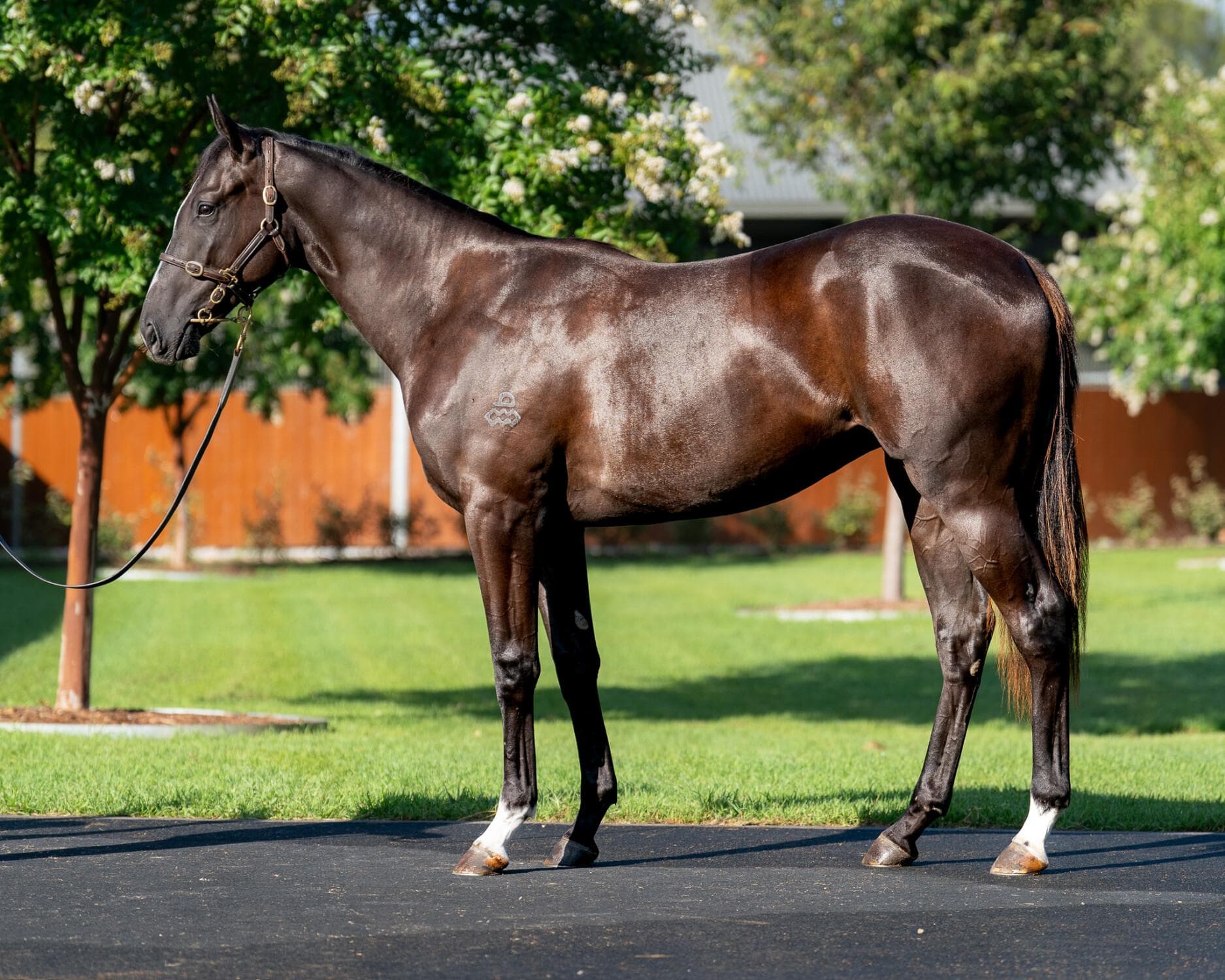 Shobu/Maurice 23