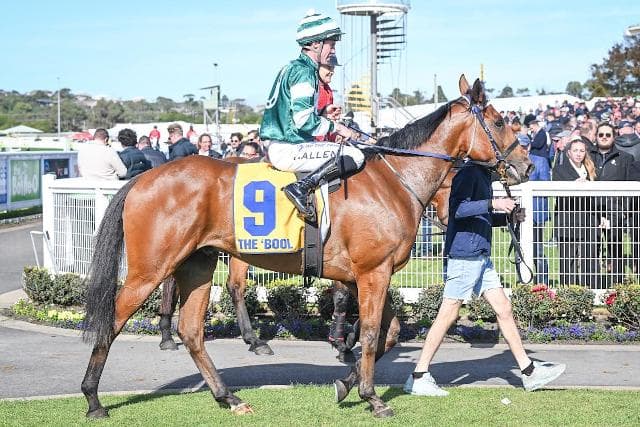 Ti Tree Lad Relishes The Wet At Mt Gambier